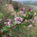 Imagem de Aloysia spathulata (Hayek) Moldenke