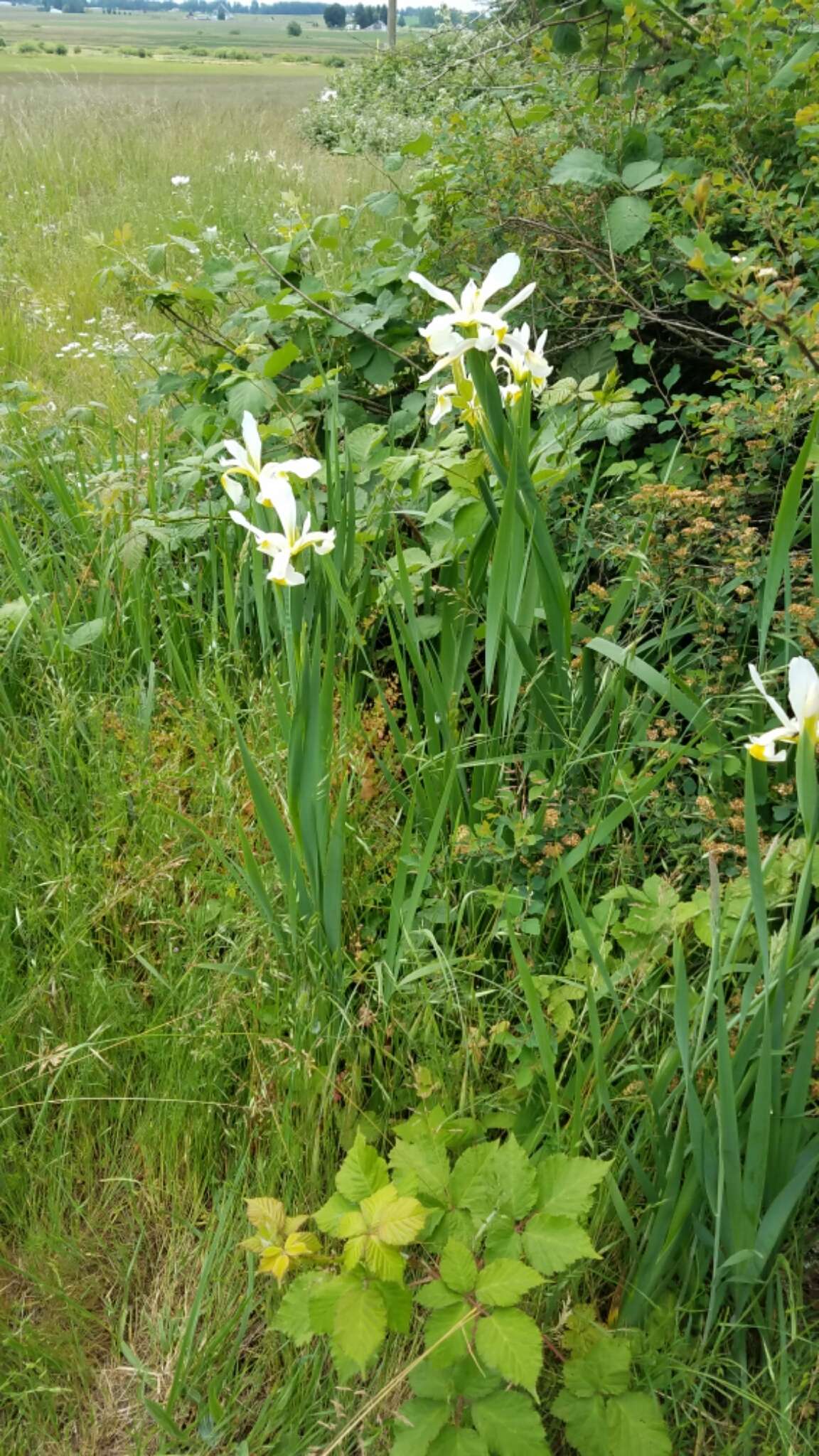 Image de Iris orientalis Mill.