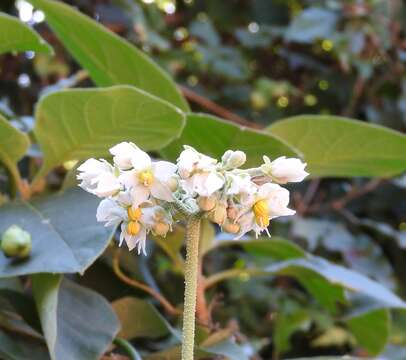 Solanum umbellatum Mill.的圖片