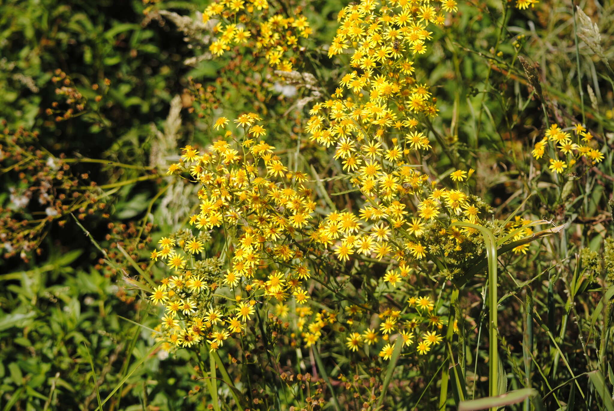 Plancia ëd Senecio brasiliensis (Spreng.) Less.