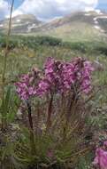 Image of Rocky Mountain Lousewort