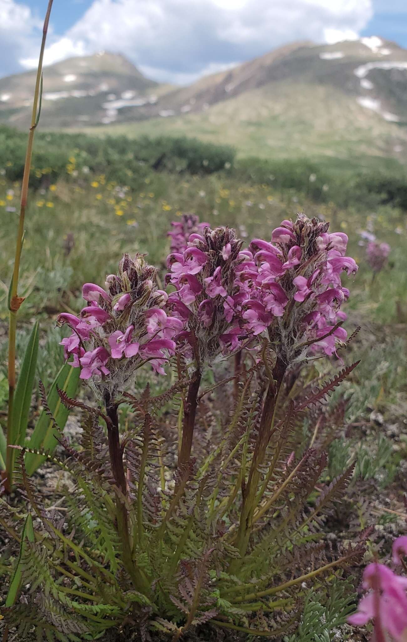 Image of Rocky Mountain Lousewort