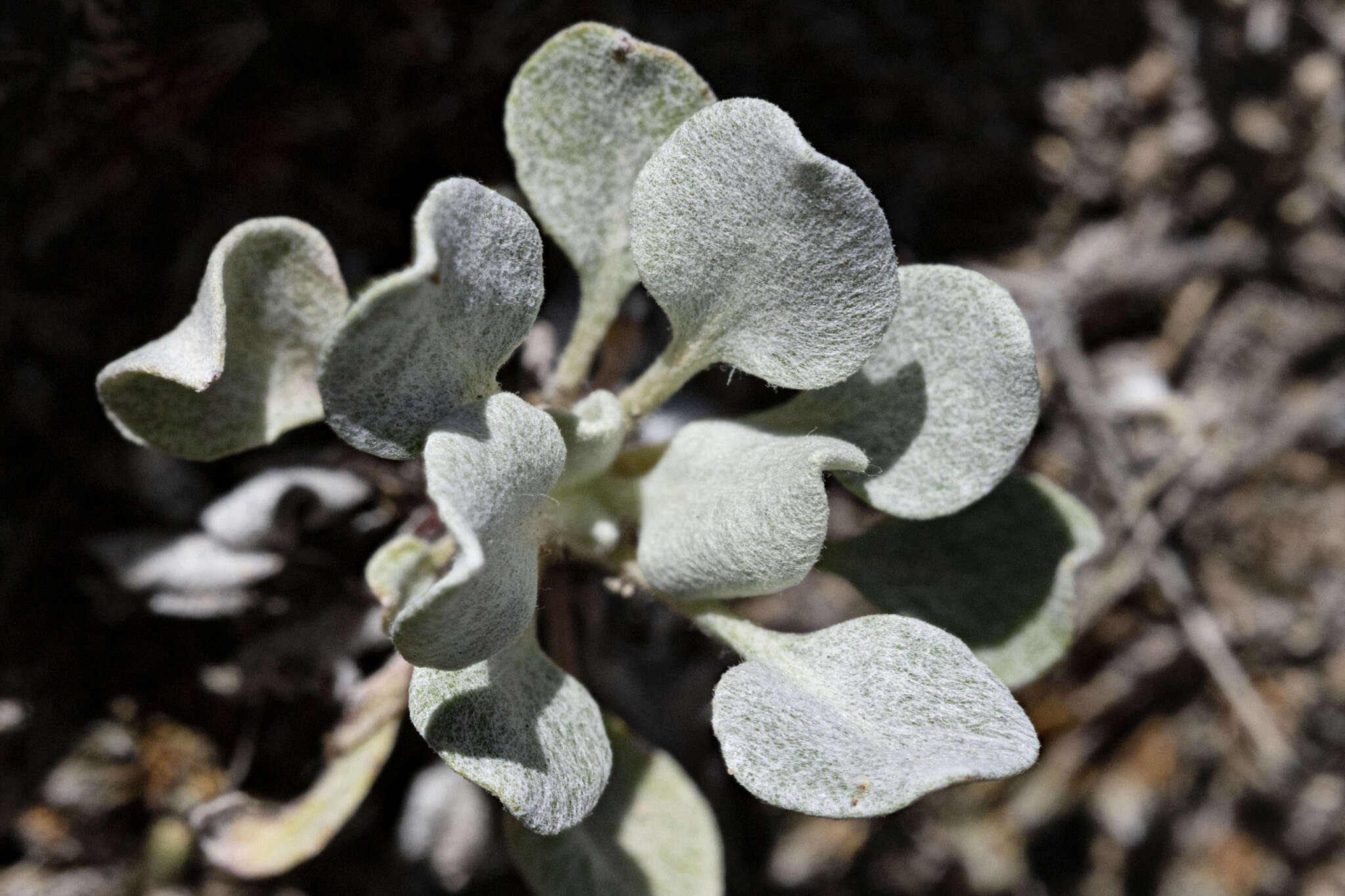 صورة Eriogonum tenellum Torrey