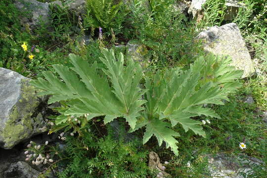 Image of Heracleum leskovii Grossh.