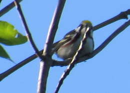 Image of Chestnut-sided Warbler