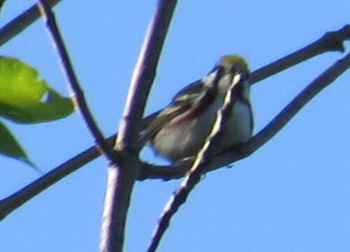 Image of Chestnut-sided Warbler