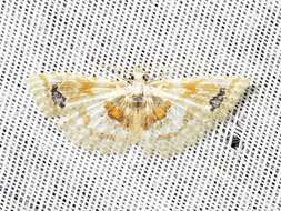 Image of Golden Manyplume Moth