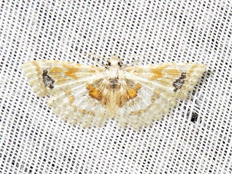 Image of Golden Manyplume Moth