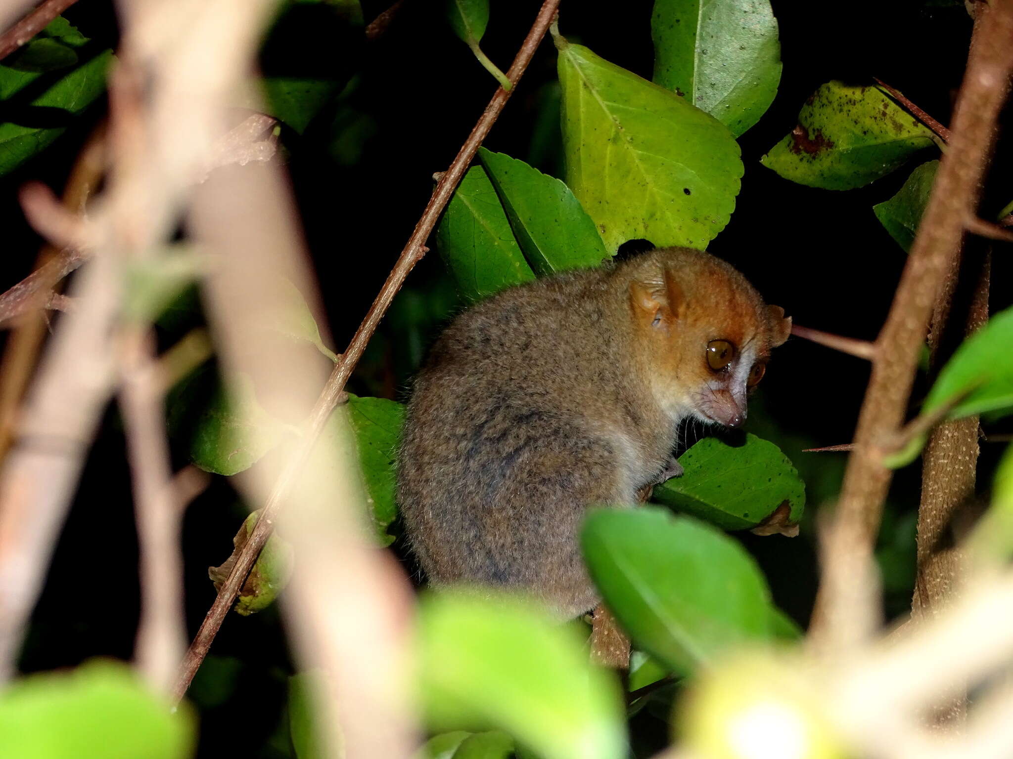 Image of Peters’ Mouse Lemur