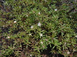 Image of Small's purslane