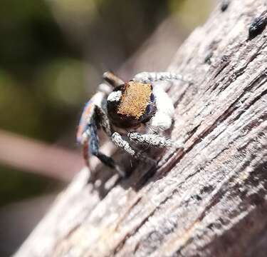 Image of Maratus clupeatus Otto & Hill 2014