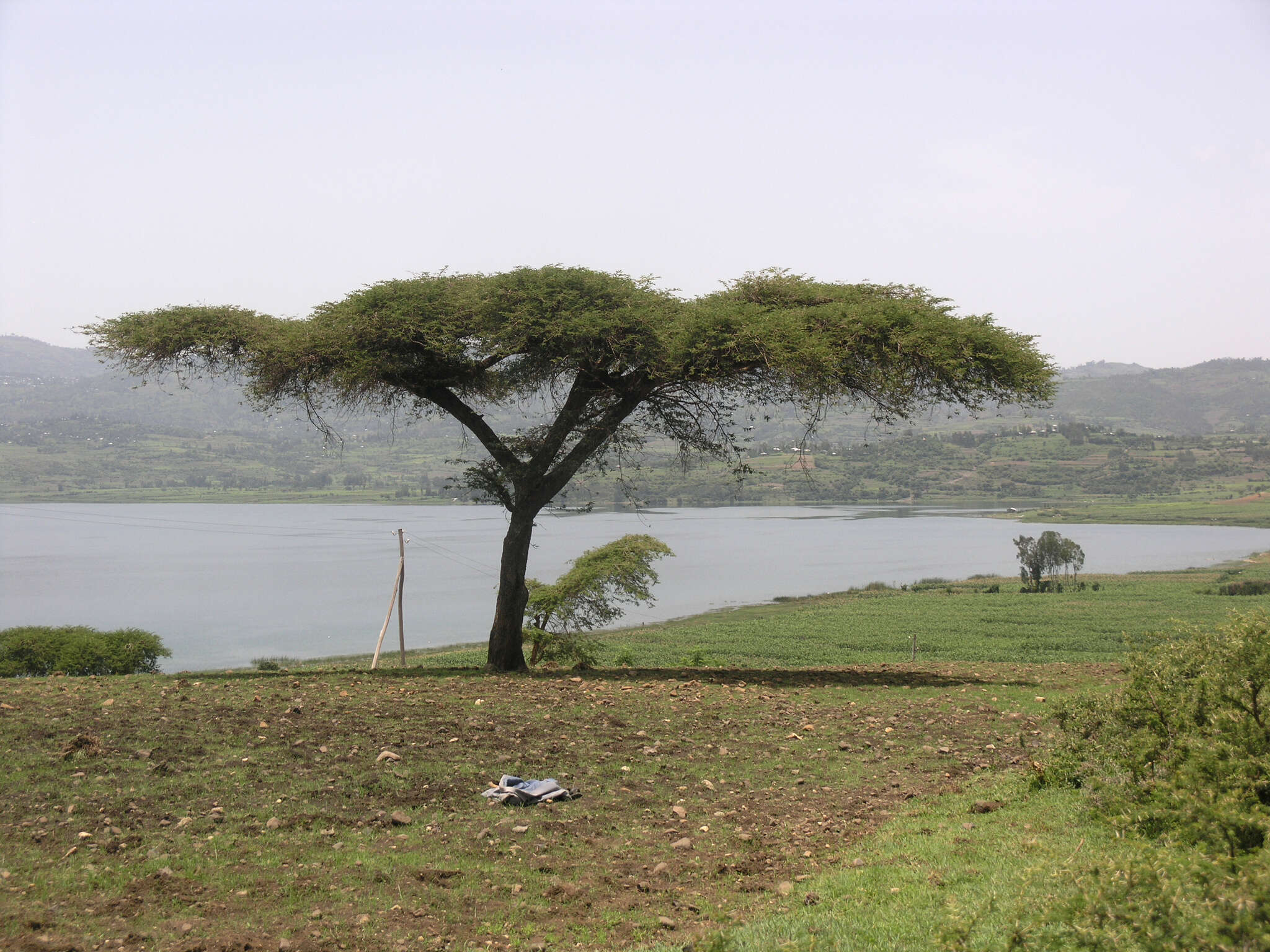 Vachellia abyssinica (Hochst. ex Benth.) Kyal. & Boatwr. resmi