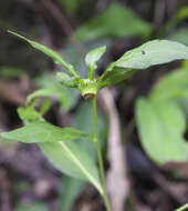 Image of Carpesium divaricatum Sieb. & Zucc.