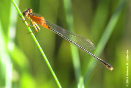 Image of Rambur's Forktail