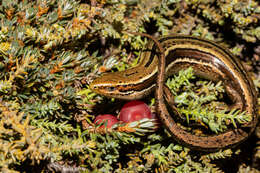 Image of Eyres skink