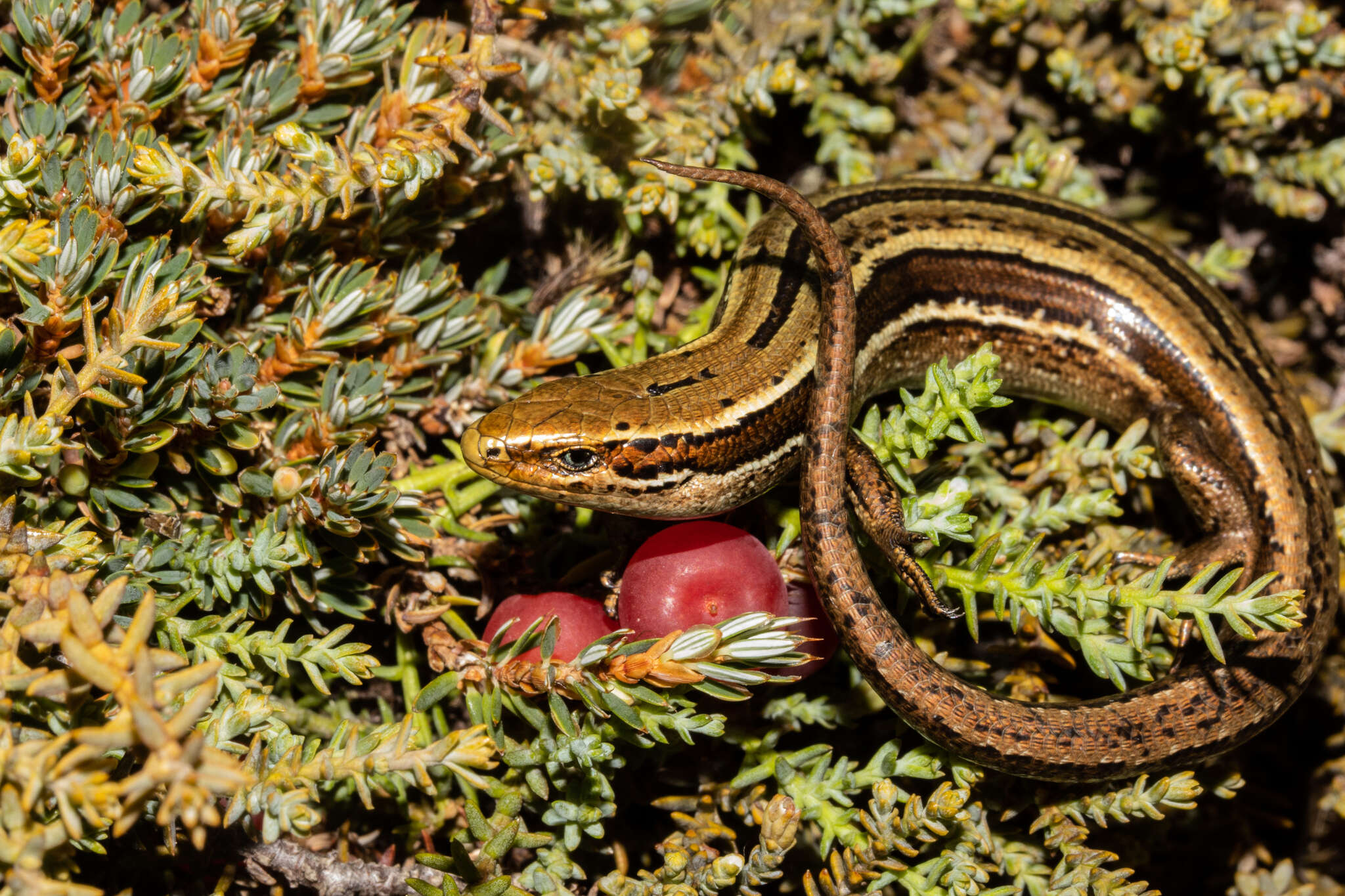 Image of Eyres skink