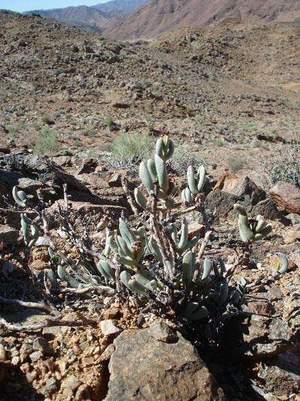 Image of Hereroa hesperantha (Dinter) Dinter & Schwant.