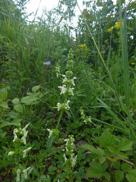 Слика од Stachys recta subsp. recta