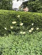 Image of manioc hibiscus