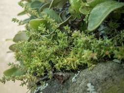 Image of Siberian pygmyweed