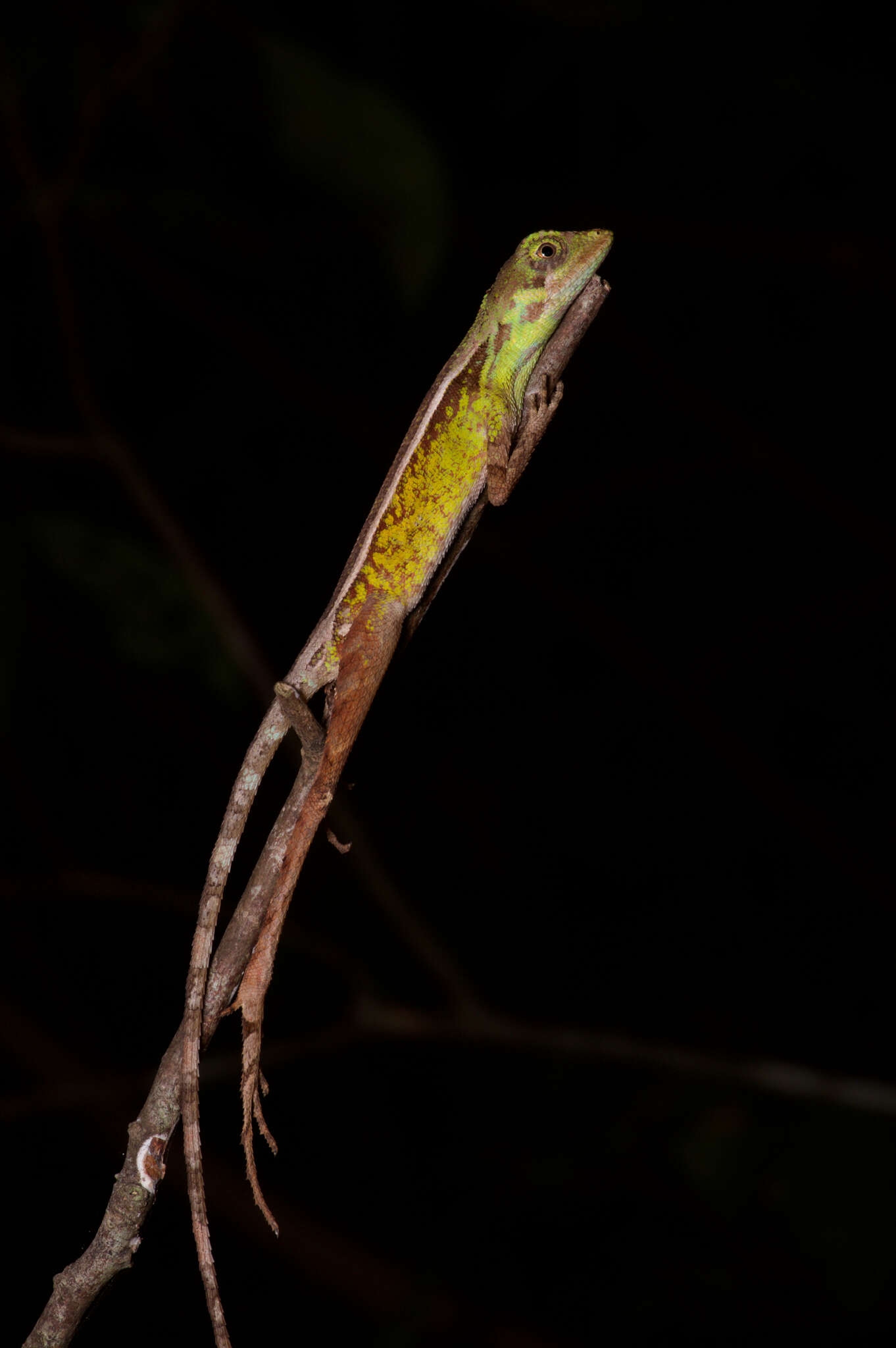 Image of Otocryptis nigristigma Bahir & Silva 2005