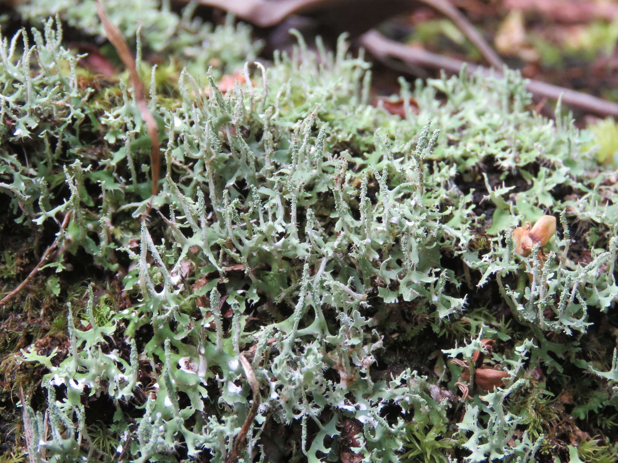 Image of Cladonia ceratophylla (Sw.) Spreng.