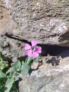 Image de Silene acutifolia Link ex Rohrb.