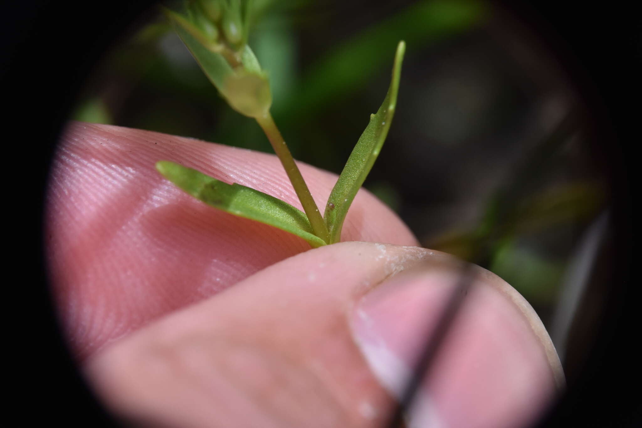 Image of neckweed