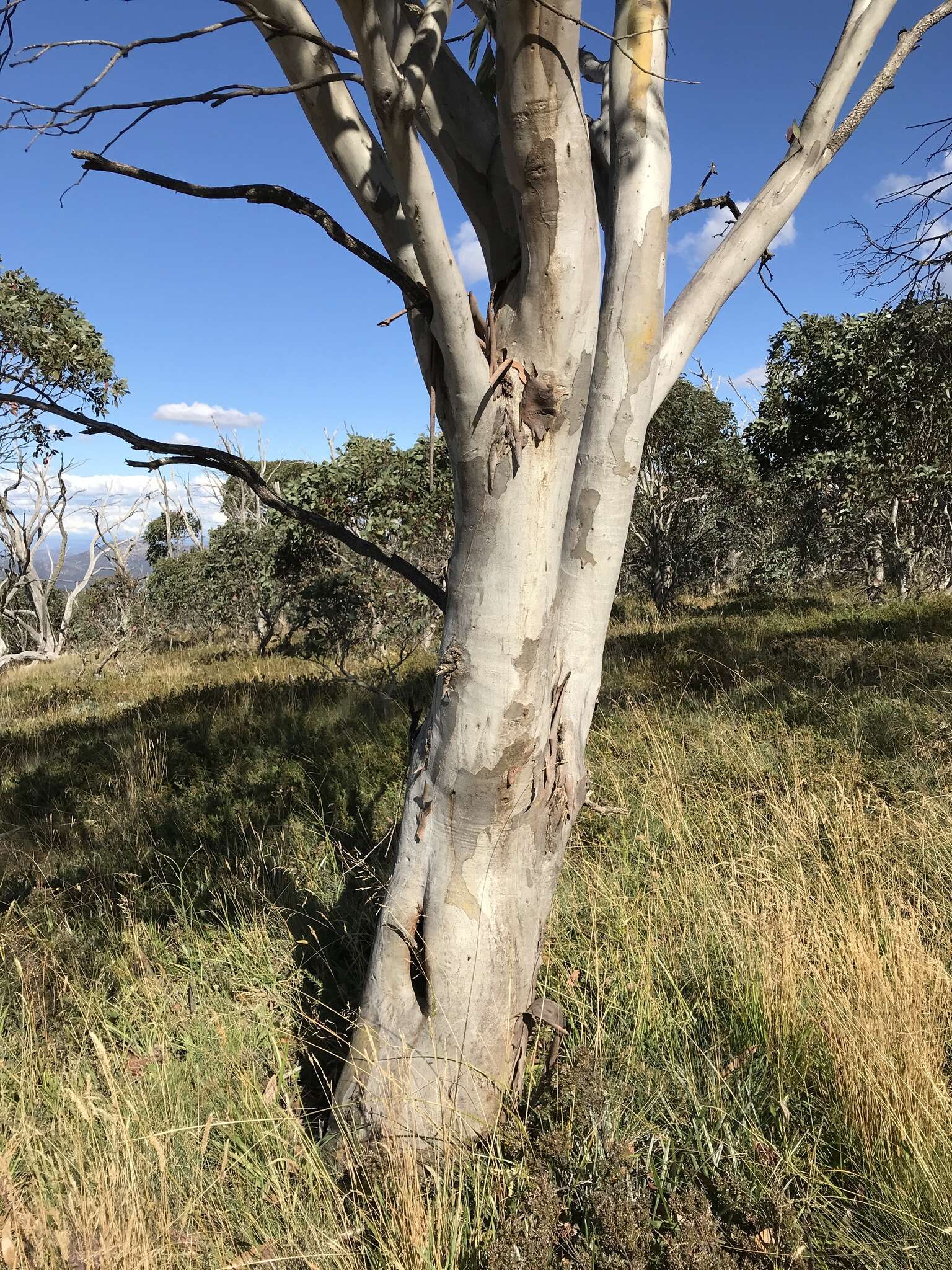 Image of Eucalyptus pauciflora subsp. debeuzevillei (Maiden) L. A. S. Johnson & Blaxell