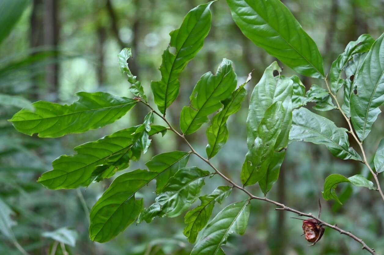 Image of Ryania speciosa M. Vahl