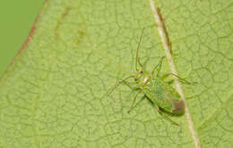 Image of Orthotylus flavosparsus (C. Sahlberg 1841)