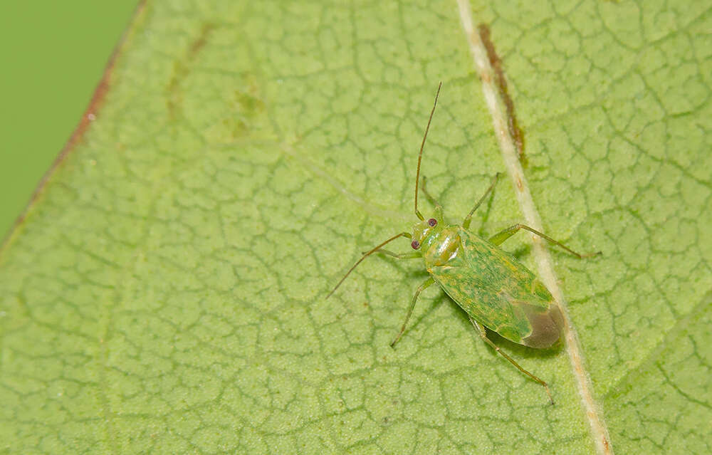 Image of Orthotylus flavosparsus (C. Sahlberg 1841)