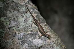 Image of Medway's Emo Skink