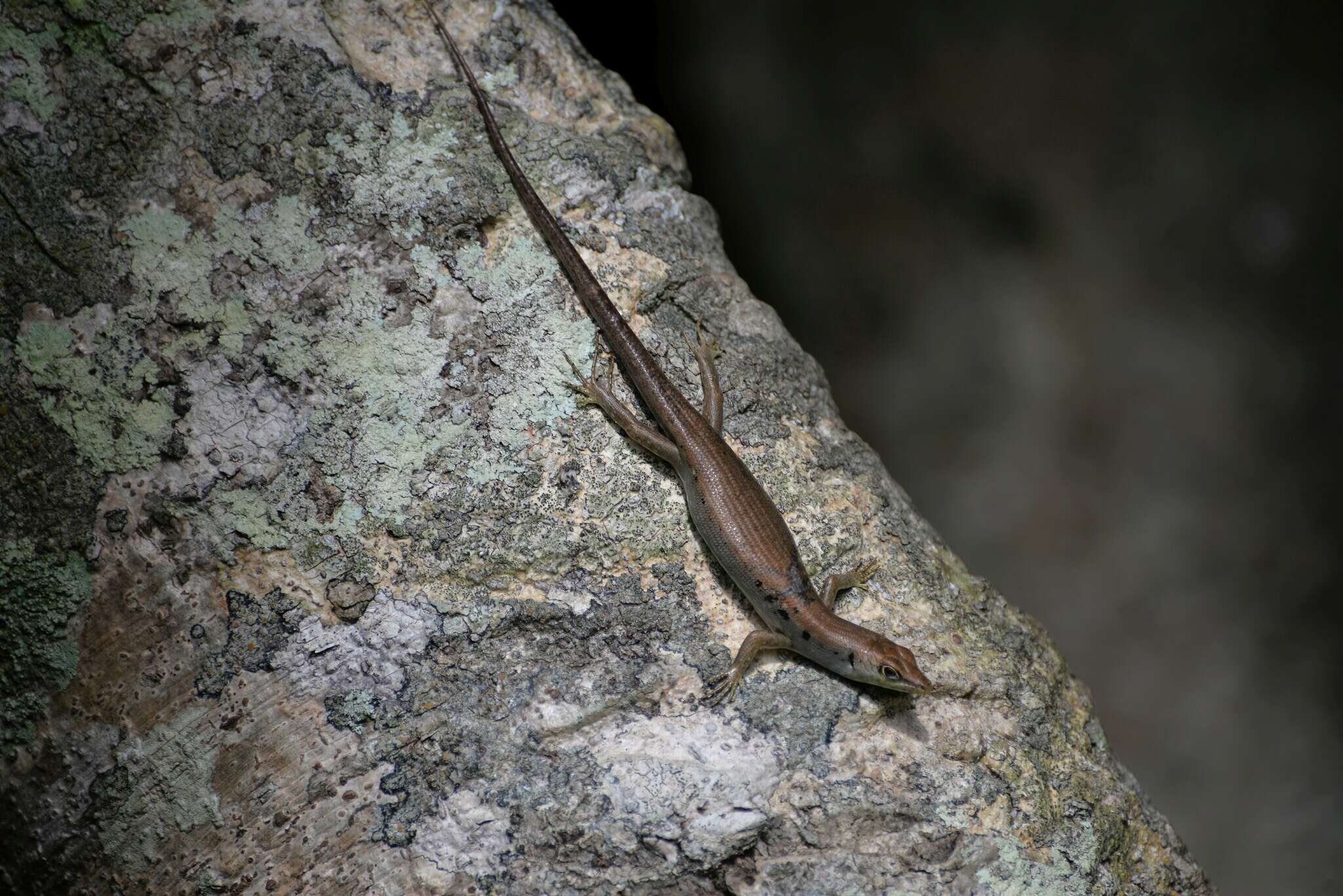 Image of Medway's Emo Skink