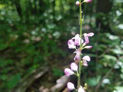 Image of Hylodesmum glutinosum (Muhl. ex Willd.) H. Ohashi & R. R. Mill