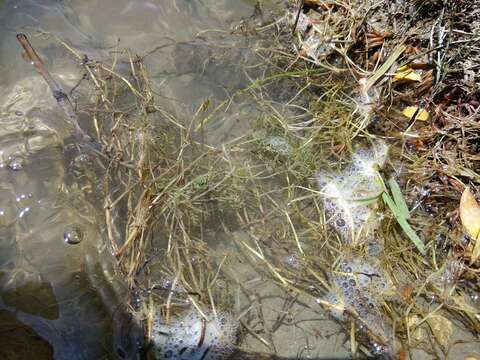 Image of Zannichellia palustris subsp. major (Hartm.) Ooststr. & Reichg.