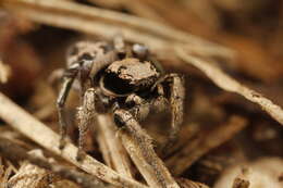 Image of Habronattus festus (Peckham & Peckham 1901)