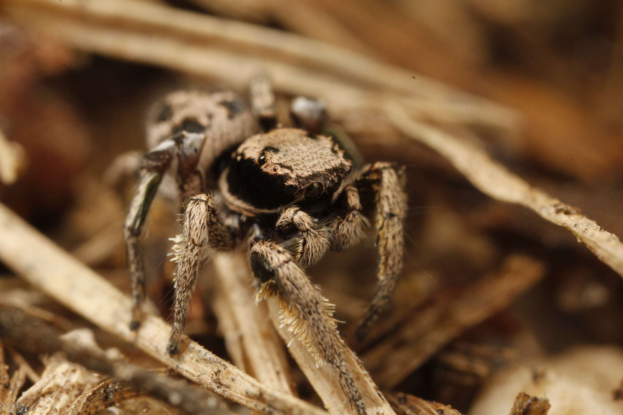 Image of Habronattus festus (Peckham & Peckham 1901)