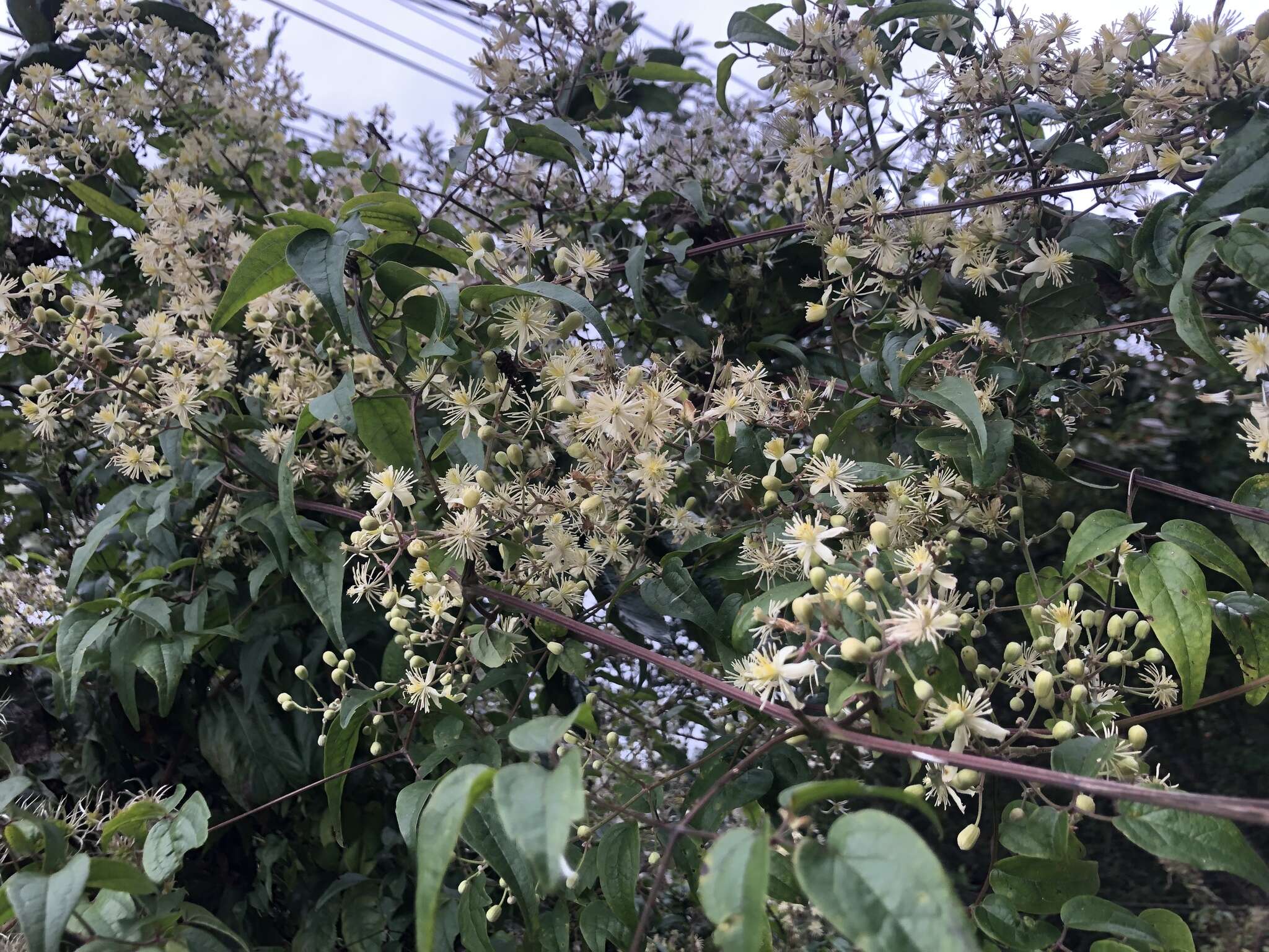 Слика од Clematis peterae var. lishanensis (T. Y. Yang & T. C. Huang) W. T. Wang