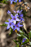 Image of Halgania andromedifolia Behr & F. Müll. ex F. Müll.