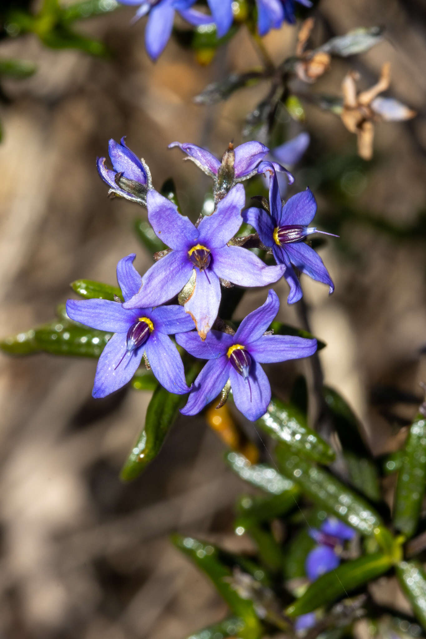 Plancia ëd Halgania andromedifolia Behr & F. Müll. ex F. Müll.