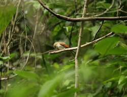 Tephrozosterops Stresemann 1931 resmi