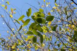 Image of Ulmus ismaelis C. A. Todzia & J. L. Panero