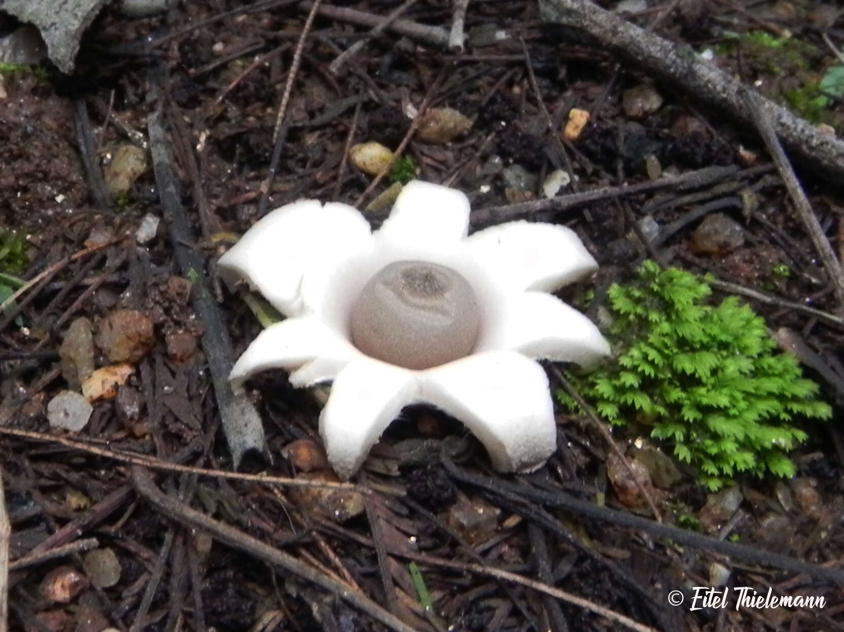 Imagem de Geastrum floriforme Vittad. 1842