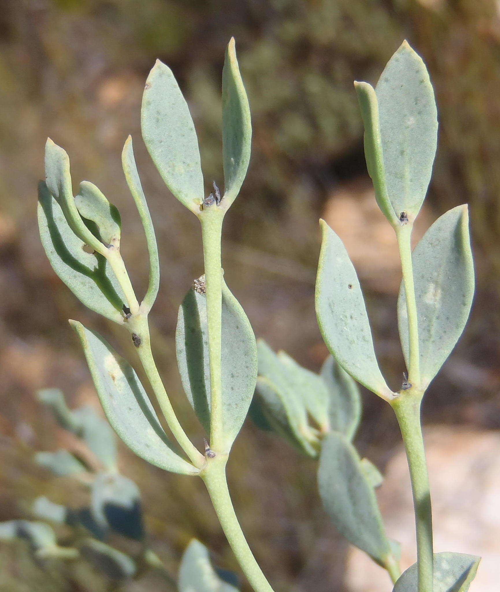 Image de Rafnia rostrata subsp. pluriflora