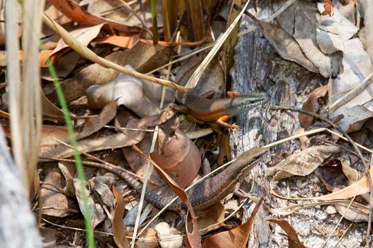 Image of Open-litter Rainbow-skink