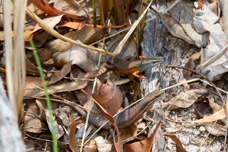 Image of Open-litter Rainbow-skink