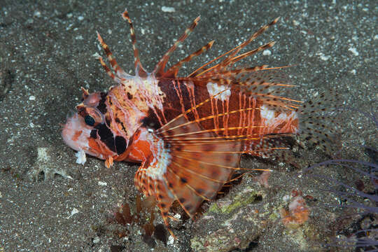 Image of Pterois paucispinula Matsunuma & Motomura 2015