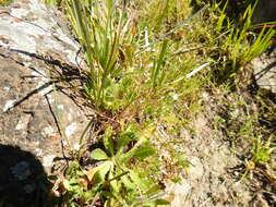 Image de Sabulina californica (A. Gray) Dillenb. & Kadereit