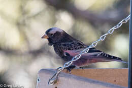 Image of Black Rosy Finch